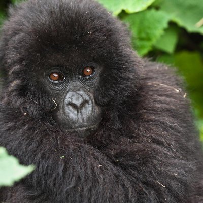 The Mountain Gorilla is one of the species found to already be affected by climate change. Photo by Liana Joseph.